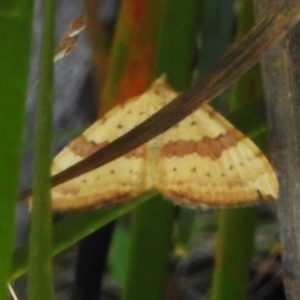 Chrysolarentia polyxantha at Namadgi National Park - 31 Jan 2024