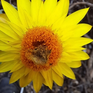 Lepidoptera unclassified IMMATURE at Watson, ACT - 30 Jan 2024