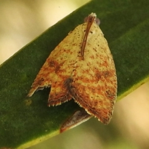 Meritastis ursina at Namadgi National Park - 31 Jan 2024