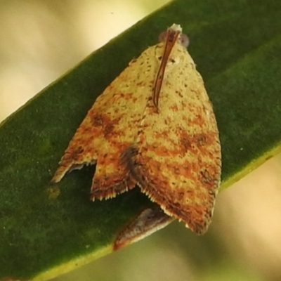 Meritastis ursina (A Tortricid moth) at Namadgi National Park - 31 Jan 2024 by JohnBundock