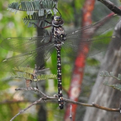 Austroaeschna multipunctata (Multi-spotted Darner) at Namadgi National Park - 31 Jan 2024 by JohnBundock