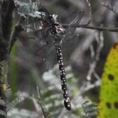 Austroaeschna multipunctata at Namadgi National Park - 31 Jan 2024
