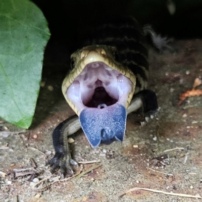 Tiliqua scincoides scincoides (Eastern Blue-tongue) at QPRC LGA - 1 Feb 2024 by MatthewFrawley