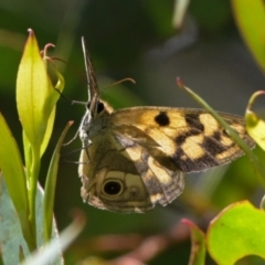 Heteronympha cordace (Bright-eyed Brown) at Tharwa, ACT - 30 Jan 2024 by Frogmouth