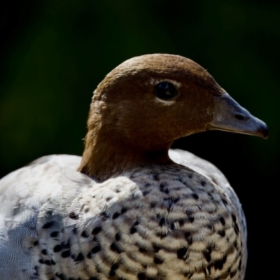 Chenonetta jubata (Australian Wood Duck) at Acton, ACT - 3 Dec 2022 by KorinneM