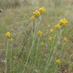 Chrysocephalum semipapposum (Clustered Everlasting) at Bonner, ACT - 4 Nov 2023 by MichaelBedingfield