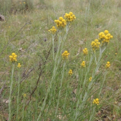 Chrysocephalum semipapposum (Clustered Everlasting) at Bonner, ACT - 4 Nov 2023 by michaelb