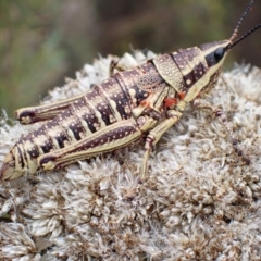 Monistria concinna (Southern Pyrgomorph) at Kambah, ACT - 30 Jan 2024 by FeralGhostbat