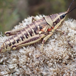 Monistria concinna at Tidbinbilla Nature Reserve - 31 Jan 2024