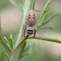 Opisthoncus nigrofemoratus at Tidbinbilla Nature Reserve - 31 Jan 2024