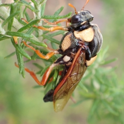 Perga affinis (Large Green Sawfly) at Tidbinbilla Nature Reserve - 31 Jan 2024 by FeralGhostbat