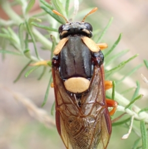 Perga affinis at Tidbinbilla Nature Reserve - 31 Jan 2024