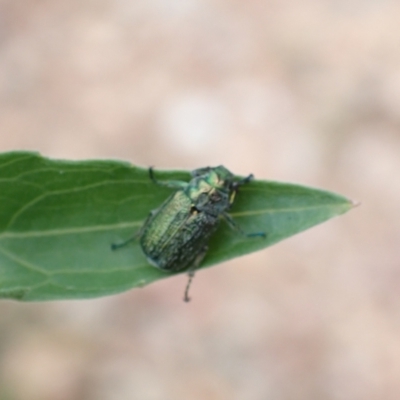 Diphucephala sp. (genus) (Green Scarab Beetle) at Tidbinbilla Nature Reserve - 31 Jan 2024 by FeralGhostbat