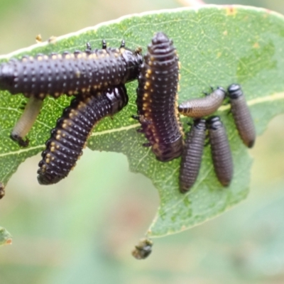 Paropsis (paropsine) genus-group (Unidentified 'paropsine' leaf beetle) at Tidbinbilla Nature Reserve - 31 Jan 2024 by FeralGhostbat