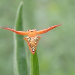 Arkys walckenaeri (Triangle spider) at Tidbinbilla Nature Reserve - 31 Jan 2024 by FeralGhostbat