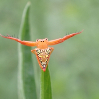 Arkys walckenaeri (Triangle spider) at Tidbinbilla Nature Reserve - 31 Jan 2024 by FeralGhostbat