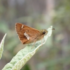 Dispar compacta (Barred Skipper) at Tidbinbilla Nature Reserve - 30 Jan 2024 by FeralGhostbat