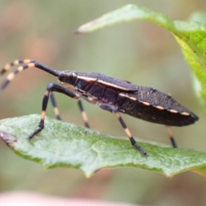 Coreidae (family) at Tidbinbilla Nature Reserve - 31 Jan 2024 10:39 AM