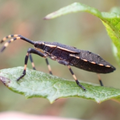 Coreidae (family) (Coreid plant bug) at Tidbinbilla Nature Reserve - 31 Jan 2024 by FeralGhostbat