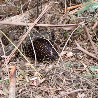 Tachyglossus aculeatus (Short-beaked Echidna) at Paddys River, ACT - 31 Jan 2024 by FeralGhostbat