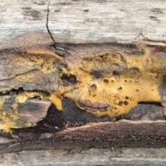 Unidentified Other fungi on wood at Black Mountain - 31 Jan 2024 by RWPurdie