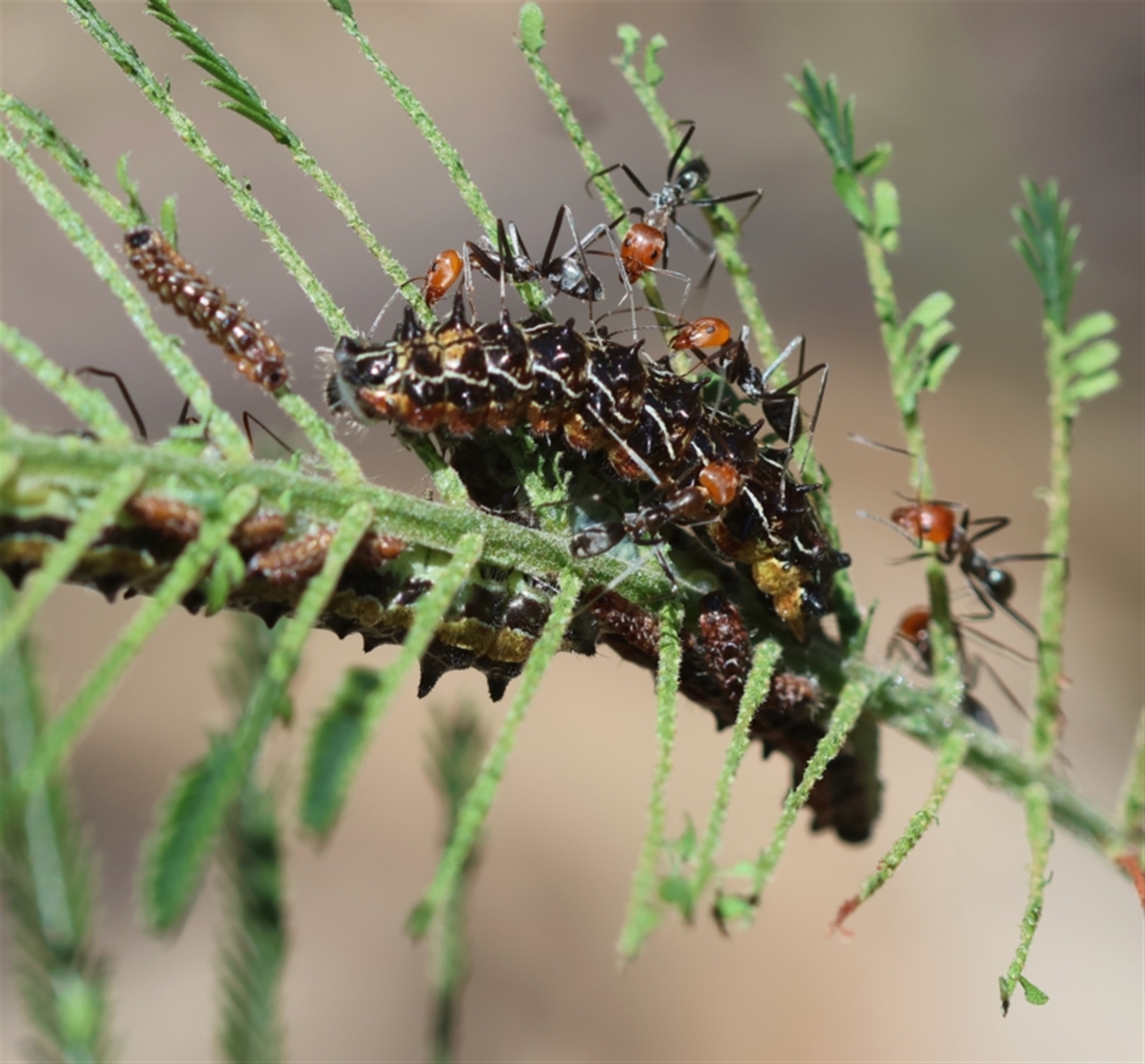 Jalmenus sp. (genus) at Moruya, NSW - suppressed