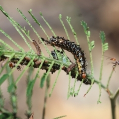 Jalmenus sp. (genus) at Moruya, NSW - suppressed