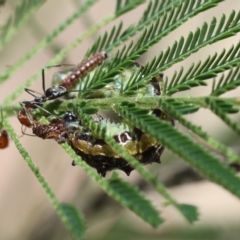Jalmenus sp. (genus) at Moruya, NSW - suppressed