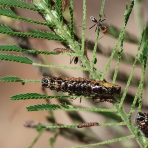 Jalmenus sp. (genus) at suppressed - suppressed
