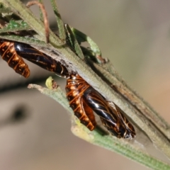 Jalmenus sp. (genus) at Moruya, NSW - suppressed