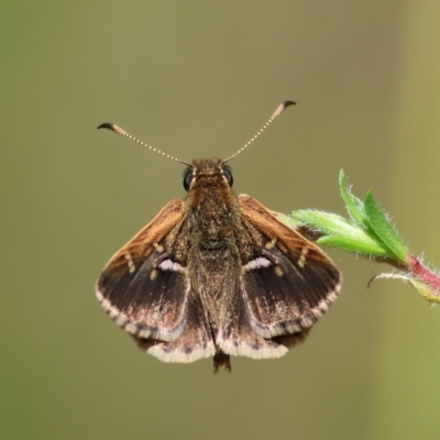 Unidentified Skipper (Hesperiidae) at Moruya, NSW - 1 Feb 2024 by LisaH