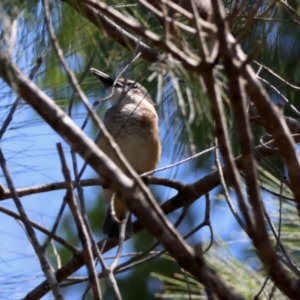 Todiramphus sanctus at Moruya, NSW - 1 Feb 2024