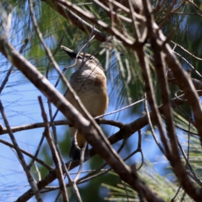 Todiramphus sanctus (Sacred Kingfisher) at Broulee Moruya Nature Observation Area - 1 Feb 2024 by LisaH