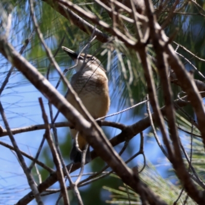 Todiramphus sanctus (Sacred Kingfisher) at Moruya, NSW - 1 Feb 2024 by LisaH