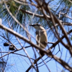 Todiramphus sanctus at Moruya, NSW - 1 Feb 2024