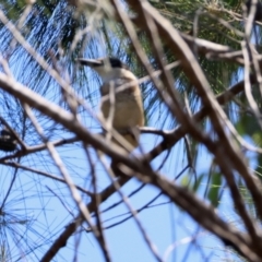 Todiramphus sanctus at Moruya, NSW - 1 Feb 2024