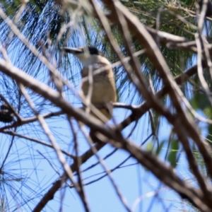 Todiramphus sanctus at Moruya, NSW - 1 Feb 2024