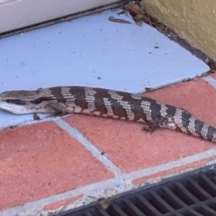 Tiliqua scincoides scincoides (Eastern Blue-tongue) at Lyons, ACT - 21 Jan 2024 by HelenaWalker