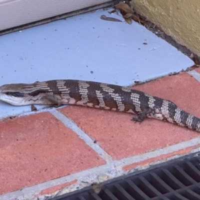 Tiliqua scincoides scincoides (Eastern Blue-tongue) at Lyons, ACT - 21 Jan 2024 by HelenaWalker