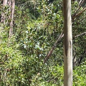 Eucalyptus camphora subsp. humeana at Uriarra Village, ACT - 1 Feb 2024