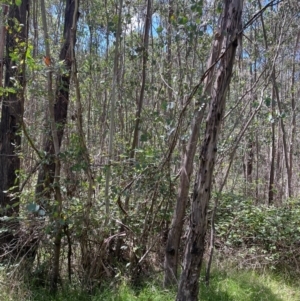 Eucalyptus camphora subsp. humeana at Uriarra Village, ACT - 1 Feb 2024 11:44 AM