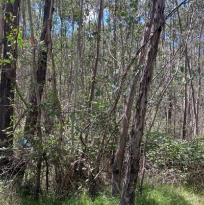 Eucalyptus camphora subsp. humeana (Mountain Swamp Gum) at Uriarra Village, ACT - 1 Feb 2024 by nathkay
