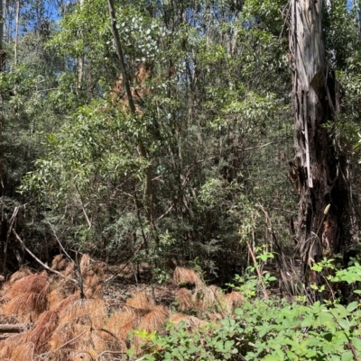 Eucalyptus camphora subsp. humeana (Mountain Swamp Gum) at Uriarra Village, ACT - 1 Feb 2024 by nathkay