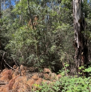 Eucalyptus camphora subsp. humeana at Uriarra Village, ACT - 1 Feb 2024