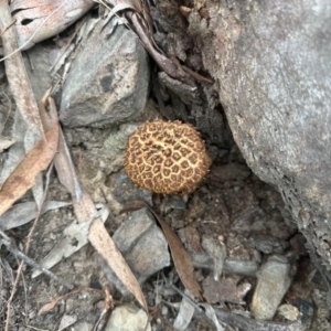 Boletellus sp. (genus) at Black Mountain - 26 Jan 2024