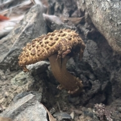 Boletellus sp. (genus) at Black Mountain - 26 Jan 2024