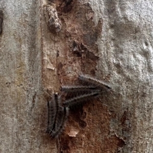 Cicadellidae (family) at Black Mountain - 26 Jan 2024