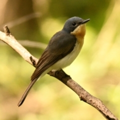 Myiagra rubecula (Leaden Flycatcher) at ANBG - 1 Feb 2024 by Thurstan