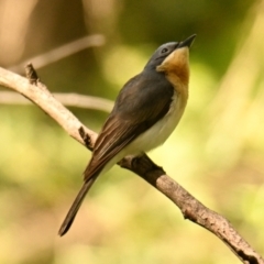 Myiagra rubecula at ANBG - 1 Feb 2024