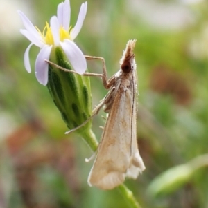 Sedenia cervalis at Aranda Bushland - 1 Feb 2024